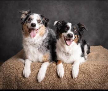 Bonnie and Clyde - Courtesy Listing -  Border Collie and Australian Shepherd Dog for Adoption in Woodbridge, Virginia - Bonnie And Clyde - Courtesy Listing | PetCurious
