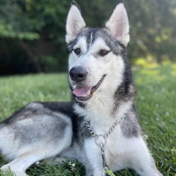 Rescue Husky and Siberian Husky Dogs for Adoption in Jefferson City, Missouri - Noah | PetCurious