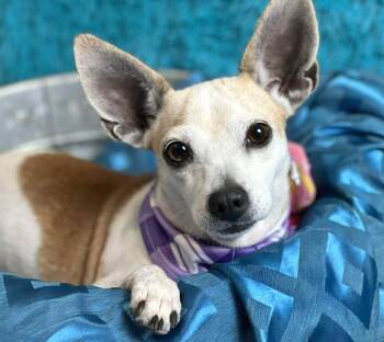 Rescue Chihuahua and Rat Terrier Dogs for Adoption in Hondo, Texas - Miss Kippy - 3 Steady Paws, Beauty And Grace! | PetCurious
