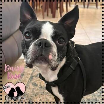Daisy Rose -  Boston Terrier Dog for Adoption in Gilbert, Arizona - Daisy Rose | PetCurious