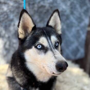 Rescue Husky Dogs for Adoption in San Diego, California - Sasha Honey | PetCurious