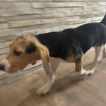 ?Y36 3695 -  Beagle Dog for Adoption in Loxahatchee Groves, Florida - ?Y36 3695 | PetCurious