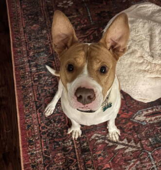 Rescue Pit Bull Terrier and Jack Russell Terrier Dogs for Adoption in Charlotte, North Carolina - Brayton | PetCurious