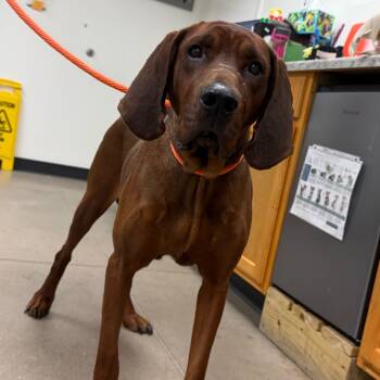 Rescue Hound Dogs for Adoption in York, Pennsylvania - YORK-Stray-14422 | PetCurious