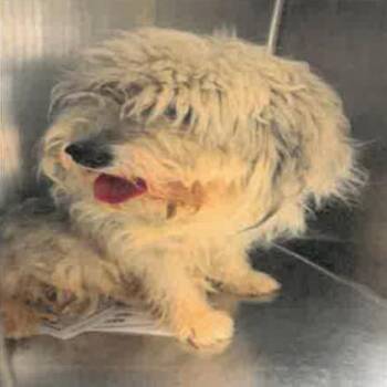 Camden A2278832 -  Havanese Dog for Adoption in Los Angeles, California - Camden A2278832 | PetCurious
