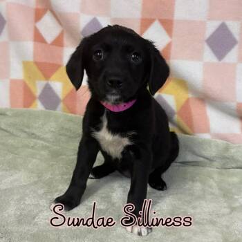 Sundae Silliness -  Mixed Breed Dog for Adoption in Hillsboro, Ohio - Sundae Silliness | PetCurious