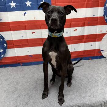 Shimmer -  Mixed Breed Dog for Adoption in Urbana, Ohio - Shimmer | PetCurious