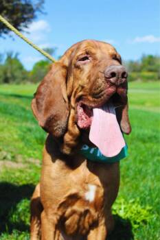 Rescue Bloodhound Dogs for Adoption in Indiana, Pennsylvania - Hank | PetCurious