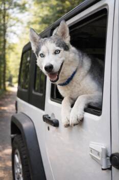 Husky Dogs Available for Adoption - Storm | PetCurious