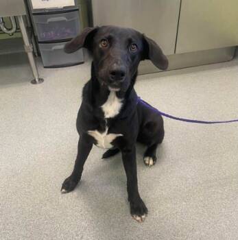 Rescue Retriever and Mixed Breed Dogs for Adoption in Longview, Texas - Lucy | PetCurious