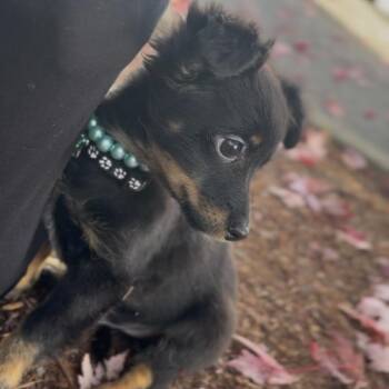 Goomba -  Chihuahua Dog for Adoption in Newberg, Oregon - Goomba | PetCurious