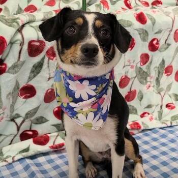 Cavatappi -  Miniature Pinscher Dog for Adoption in Woolwich, Maine - Cavatappi | PetCurious