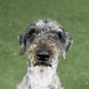 Astro -  Standard Poodle and Labrador Retriever Dog for Adoption in Sacramento, California - Astro | PetCurious