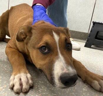 German Shepherd Dog Dogs Available for Adoption in Oakland, California - Wally | PetCurious