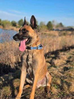 Arthur - Located in OK -  Belgian Shepherd Malinois and German Shepherd Dog Dog for Adoption in Imlay City, Michigan - Arthur - Located In OK | PetCurious
