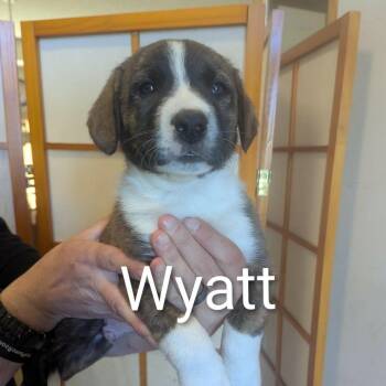 Border Collie and Labrador Retriever Dogs Available for Adoption - Wyatt D11163 | PetCurious