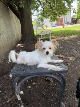 Buddy -  Maltese and Yorkshire Terrier Dog for Adoption in Lexington, Kentucky - Buddy | PetCurious
