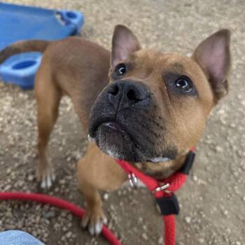 axle -  Mixed Breed Dog for Adoption in Philadelphia, Pennsylvania - Axle | PetCurious
