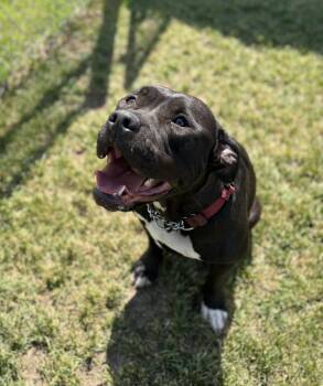 Ashley -  American Bulldog Dog for Adoption in Cannington, Ontario - Ashley | PetCurious