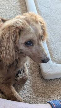 Noodles -  Goldendoodle Dog for Adoption in Parker, Colorado - Noodles | PetCurious