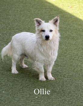 Corgi and Australian Shepherd Dogs Available for Adoption in Lucas, Texas - Ollie | PetCurious