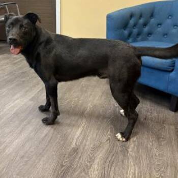 Black Labrador Retriever and Mixed Breed Dogs Available for Adoption in Webster, Texas - Loki | PetCurious