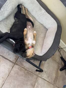 Pug and Border Collie Dogs Available for Adoption - Otis | PetCurious