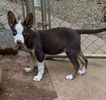 Delta Blue -  Australian Cattle Dog Blue Heeler and Mixed Breed Dog for Adoption in Wilkesboro, North Carolina - Delta Blue | PetCurious