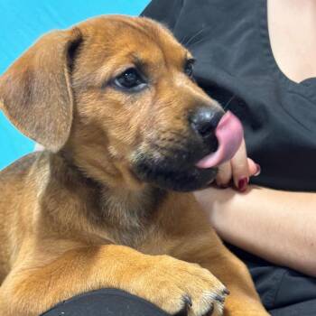 DAPHNE 657 -  Hound and Mixed Breed Dog for Adoption in Indiantown, Florida - DAPHNE 657 | PetCurious
