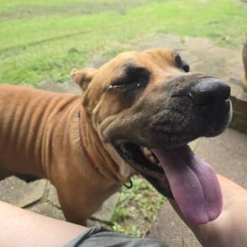 Eva -  Mixed Breed Dog for Adoption in Brownsboro, Alabama - Eva | PetCurious