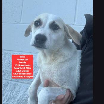 Bikini -  Pointer Dog for Adoption in Oviedo, Florida - Bikini | PetCurious