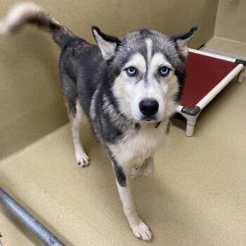Alpha -  Siberian Husky Dog for Adoption in Monroe, Georgia - Alpha | PetCurious