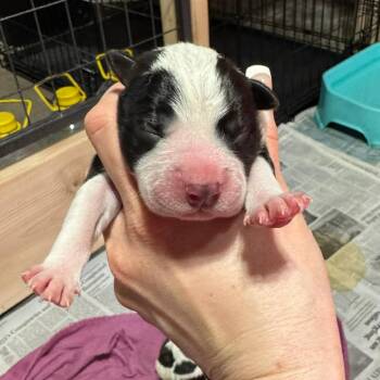 Mixed Breed Dogs Available for Adoption in Dekalb, Illinois - Alice | PetCurious
