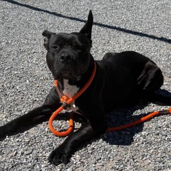 Mixed Breed and Pit Bull Terrier Dogs Available for Adoption in York, Pennsylvania - YORK-Stray-15318 | PetCurious