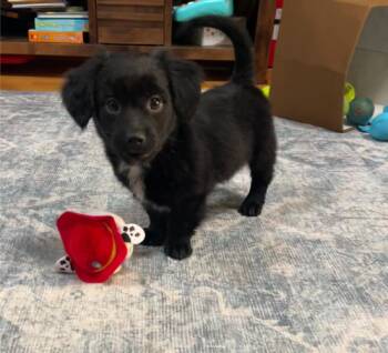 Mochi -  Spaniel Dog for Adoption in Copiague, New York - Mochi | PetCurious
