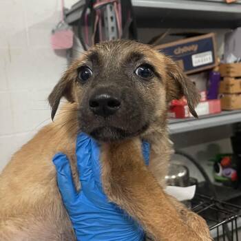 Shepherd Dogs Available for Adoption in Edinburg, Texas - Jessenia | PetCurious