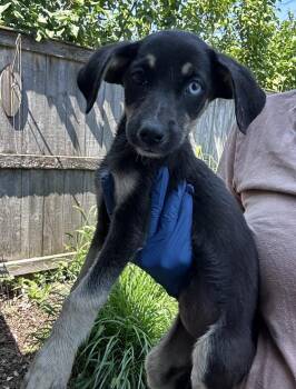 Splatter -  German Shepherd Dog and Australian Shepherd Dog for Adoption in Bull Valley, Illinois - Splatter | PetCurious