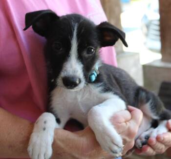 Donny 44365 -  Terrier Dog for Adoption in Prattville, Alabama - Donny 44365 | PetCurious