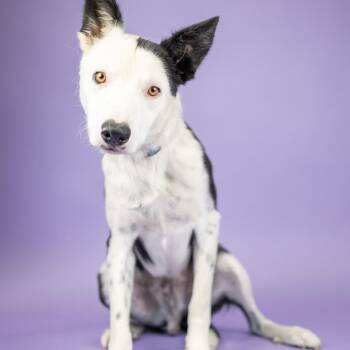 Tex -  Border Collie Dog for Adoption in Portland, Oregon - Tex | PetCurious