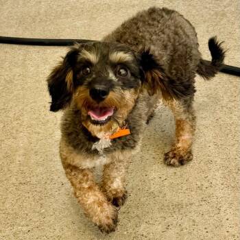 Angelica - Missouri JN26-89 -  Cavalier King Charles Spaniel and Miniature Poodle Dog for Adoption in Peyton, Colorado - Angelica - Missouri JN26-89 | PetCurious