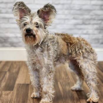 Angora -  Yorkshire Terrier and Mixed Breed Dog for Adoption in Montgomery, Alabama - Angora | PetCurious
