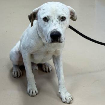 Malone -  Mixed Breed Dog for Adoption in Pine Bluff, Arkansas - Malone | PetCurious