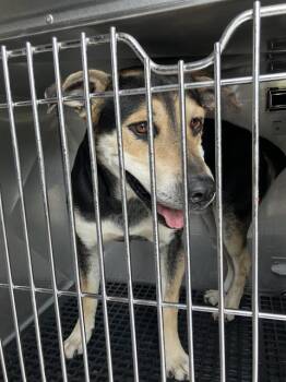 Mixed Breed Dogs Available for Adoption in Dallas, Texas - MILO | PetCurious