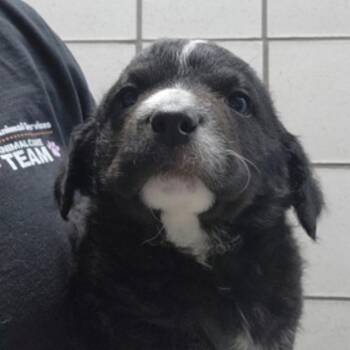 Retriever Dogs Available for Adoption - Creasy | PetCurious