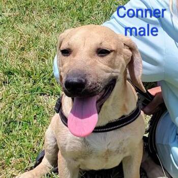 Labrador Retriever and Mixed Breed Dogs Available for Adoption in Tampa, Florida - Conner | PetCurious