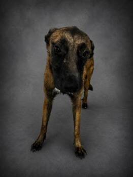 RORY -  Belgian Shepherd Malinois and Mixed Breed Dog for Adoption in Winter Haven, Florida - RORY | PetCurious