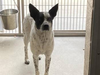 YANKEE -  Australian Cattle Dog Blue Heeler Dog for Adoption in Tustin, California - YANKEE | PetCurious