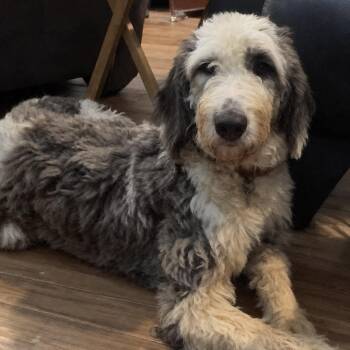 Willow -  Sheepadoodle and Aussiedoodle Dog for Adoption in Pelham, New Hampshire - Willow | PetCurious
