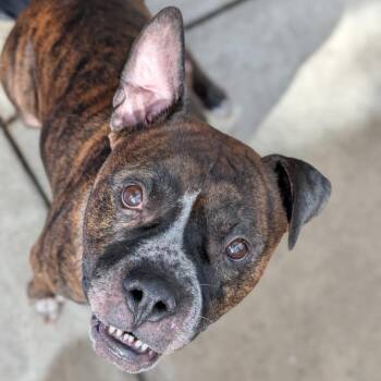 Funyuns -  Mixed Breed Dog for Adoption in Pittsburgh, Pennsylvania - Funyuns | PetCurious