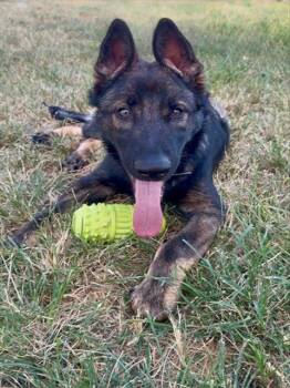 NOODLE -  German Shepherd Dog Dog for Adoption in Conroe, Texas - NOODLE | PetCurious